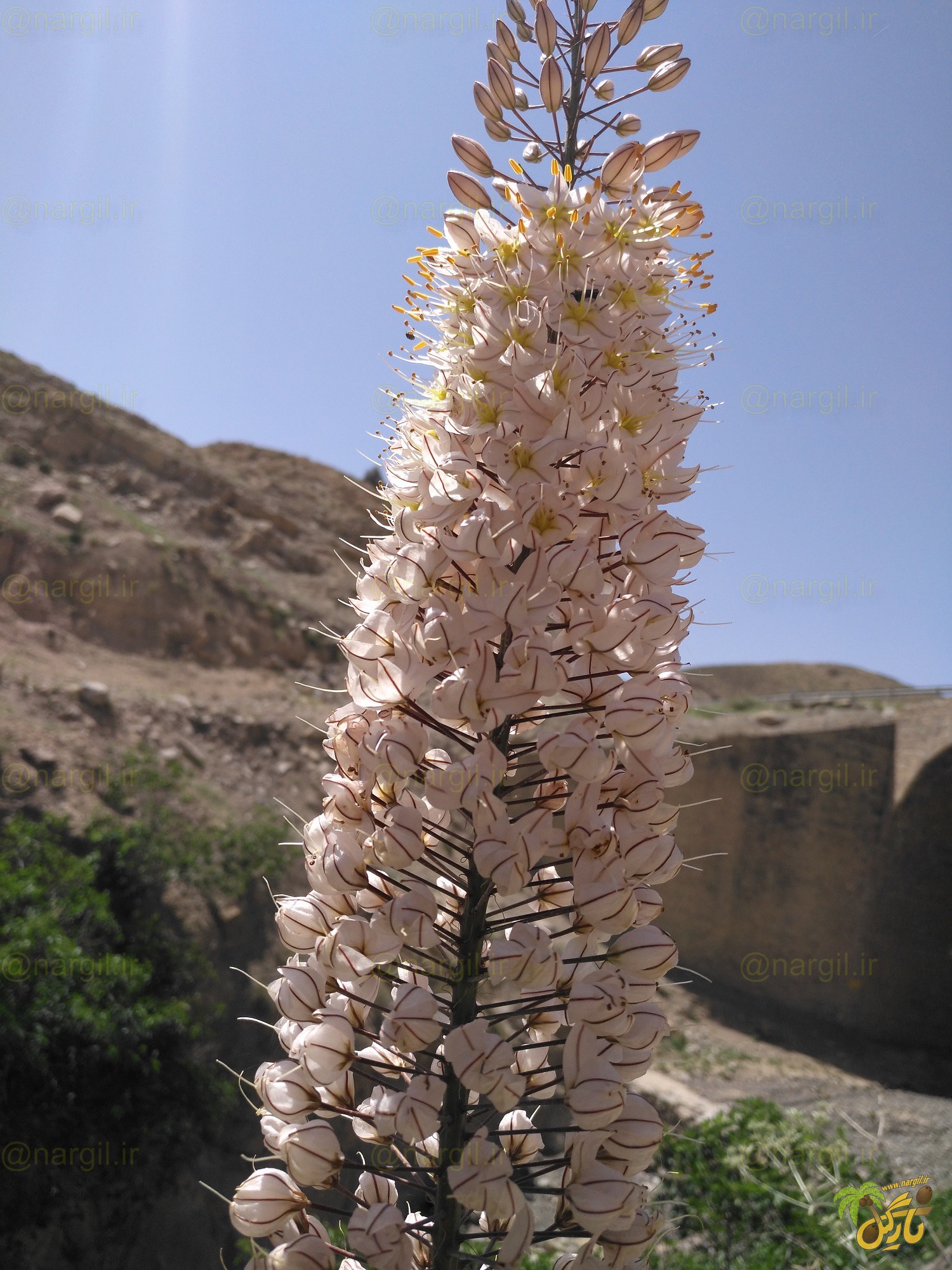لاله دم روباهی